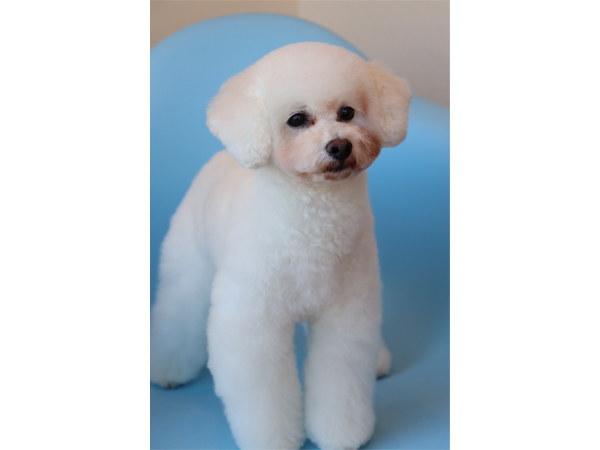 モデル犬卒業後、里親さん宅での様子♪～モアナちゃん～